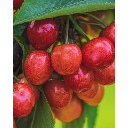 Čerešňa vtáčia (Prunus avium) ´HEDELFINGER´ Čerešňa vtáčia (Prunus avium) ´HEDELFINGER´