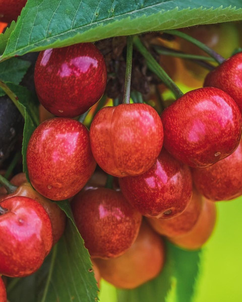 Čerešňa vtáčia (Prunus avium) ´HEDELFINGER´ Čerešňa vtáčia (Prunus avium) ´HEDELFINGER´
