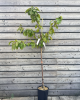 Čerešňa vtáčia (Prunus avium) ´COEUR DE PIGEON´