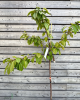 Čerešňa vtáčia (Prunus avium) ´COEUR DE PIGEON´