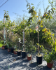 Čerešňa vtáčia (Prunus avium) ´COEUR DE PIGEON´