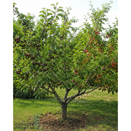 Čerešňa-višňa DUO 2in1 (Prunus avium x cerasus) ´TAMARA´ + ´DEBRECINI BOTERMO´