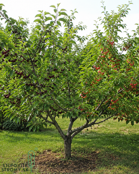 Čerešňa-višňa DUO 2in1 (Prunus avium x cerasus) ´TAMARA´ + ´DEBRECINI BOTERMO´ Čerešňa-višňa DUO 2in1 (Prunus avium x cerasus) ´TAMARA´ + ´DEBRECINI BOTERMO´