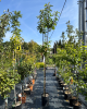 Čerešňa vtáčia (Prunus avium) ´HEDELFINGER´ 