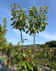 Čerešňa vtáčia (Prunus avium) ´HEDELFINGER´ 