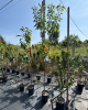 Čerešňa vtáčia (Prunus avium) ´HEDELFINGER´ 