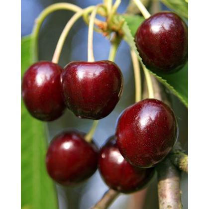 Čerešňa vtáčia (Prunus avium) ´JUSTYNA´ Čerešňa vtáčia (Prunus avium) ´JUSTYNA´