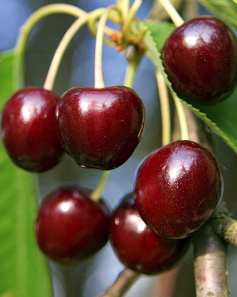Čerešňa vtáčia (Prunus avium) ´JUSTYNA´ Čerešňa vtáčia (Prunus avium) ´JUSTYNA´