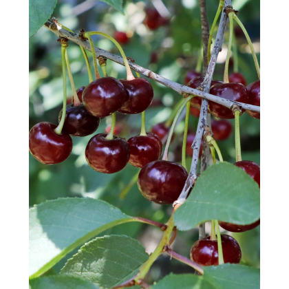 Čerešňa vtáčia (Prunus avium) ´KARINA´ Čerešňa vtáčia (Prunus avium) ´KARINA´