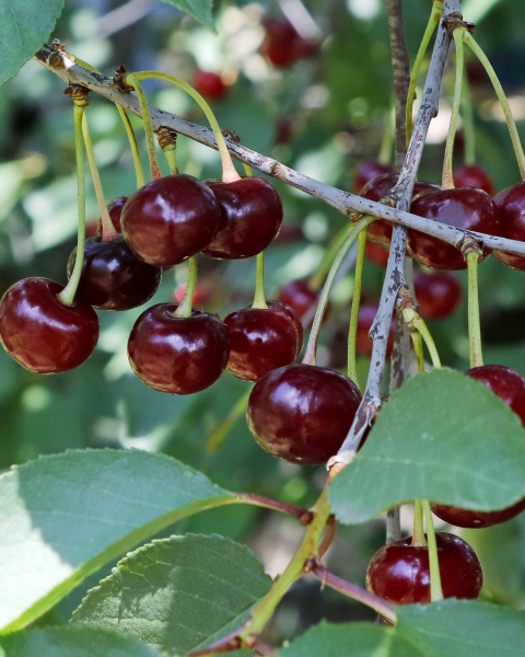 Čerešňa vtáčia (Prunus avium) ´KARINA´ Čerešňa vtáčia (Prunus avium) ´KARINA´