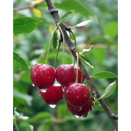 Čerešňa vtáčia (Prunus avium) ´LAPINS´ Čerešňa vtáčia (Prunus avium) ´LAPINS´