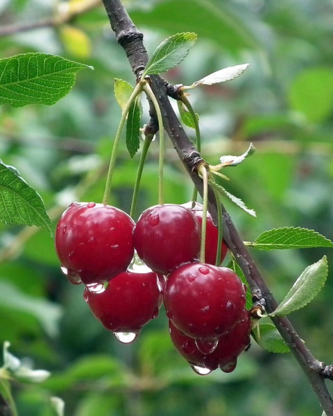 Čerešňa vtáčia (Prunus avium) ´LAPINS´ Čerešňa vtáčia (Prunus avium) ´LAPINS´