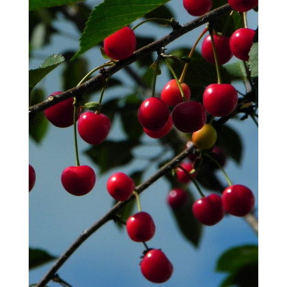 Čerešňa vtáčia (Prunus avium) ´LAPINS´ Čerešňa vtáčia (Prunus avium) ´LAPINS´