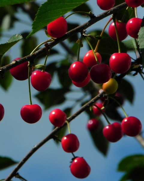 Čerešňa vtáčia (Prunus avium) ´LAPINS´ Čerešňa vtáčia (Prunus avium) ´LAPINS´
