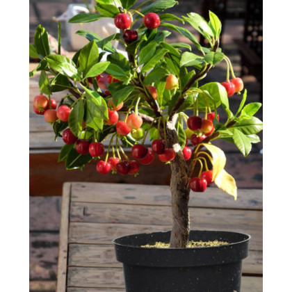 Mini čerešňa nízkokmenná (Prunus Avium) ´GARDEN BING´® Mini čerešňa nízkokmenná (Prunus Avium) ´GARDEN BING´®