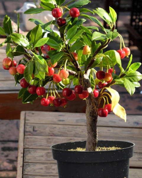 Mini čerešňa nízkokmenná (Prunus Avium) ´GARDEN BING´® Mini čerešňa nízkokmenná (Prunus Avium) ´GARDEN BING´®