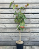 Mini čerešňa nízkokmenná (Prunus Avium) ´MOREL´