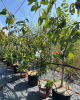 Mini čerešňa nízkokmenná (Prunus Avium) ´MOREL´