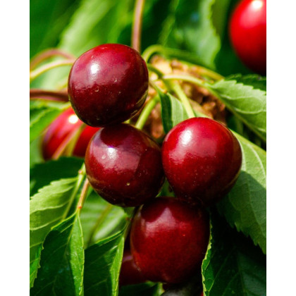 Nízkokmenná čerešňa stĺpovitá (Prunus avium) ´QUEEN MARY ´ Nízkokmenná čerešňa stĺpovitá (Prunus avium) ´QUEEN MARY ´