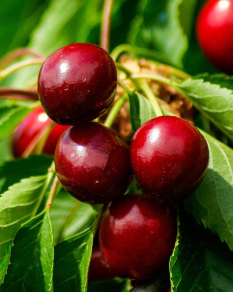 Nízkokmenná čerešňa stĺpovitá (Prunus avium) ´QUEEN MARY ´ Nízkokmenná čerešňa stĺpovitá (Prunus avium) ´QUEEN MARY ´