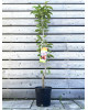 Stĺpovitá čerešňa (Prunus avium) ´QUEEN MARY´