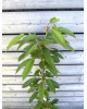 Stĺpovitá čerešňa (Prunus avium) ´QUEEN MARY´