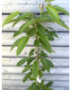 Stĺpovitá čerešňa (Prunus avium) ´QUEEN MARY´