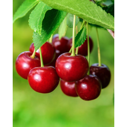 Stĺpovitá čerešňa (Prunus avium) ´QUEEN MARY´ Stĺpovitá čerešňa (Prunus avium) ´QUEEN MARY´