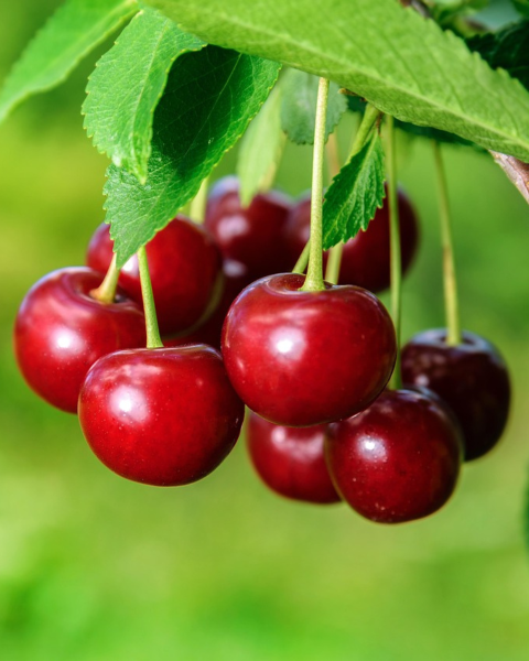 Stĺpovitá čerešňa (Prunus avium) ´QUEEN MARY´ Stĺpovitá čerešňa (Prunus avium) ´QUEEN MARY´