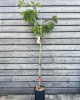 Čerešňa vtáčia (Prunus avium) ´REVERCHON´