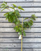 Čerešňa vtáčia (Prunus avium) ´REVERCHON´
