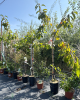 Čerešňa vtáčia (Prunus avium) ´REVERCHON´