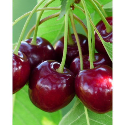 Čerešňa vtáčia (Prunus avium) ´RIVAN´ Čerešňa vtáčia (Prunus avium) ´RIVAN´