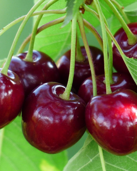 Čerešňa vtáčia (Prunus avium) ´RIVAN´
