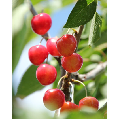 Čerešňa vtáčia (Prunus avium) ´SUMMIT´ Čerešňa vtáčia (Prunus avium) ´SUMMIT´