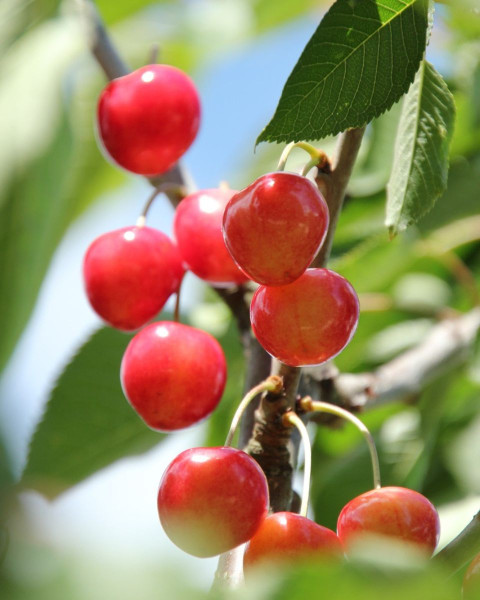 Čerešňa vtáčia (Prunus avium) ´SUMMIT´ Čerešňa vtáčia (Prunus avium) ´SUMMIT´