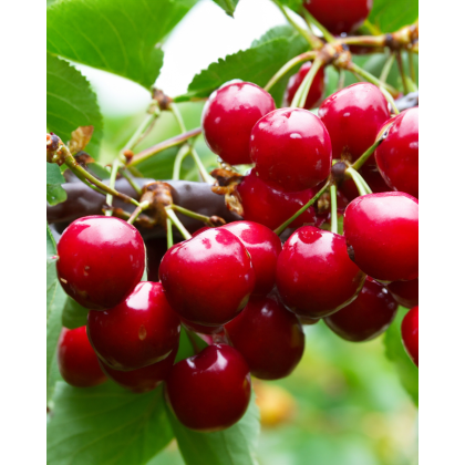 Čerešňa vtáčia (Prunus avium) ´SCHNEIDEROVA NESKORÁ´ Čerešňa vtáčia (Prunus avium) ´SCHNEIDEROVA NESKORÁ´