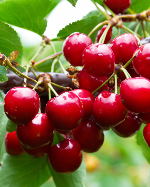 Čerešňa vtáčia (Prunus avium) ´SCHNEIDEROVA NESKORÁ´