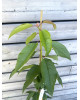 Stĺpovitá čerešňa (Prunus avium) ´SILVIA´