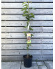 Stĺpovitá čerešňa (Prunus avium) ´SILVIA´