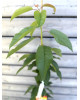 Stĺpovitá čerešňa (Prunus avium) ´SILVIA´