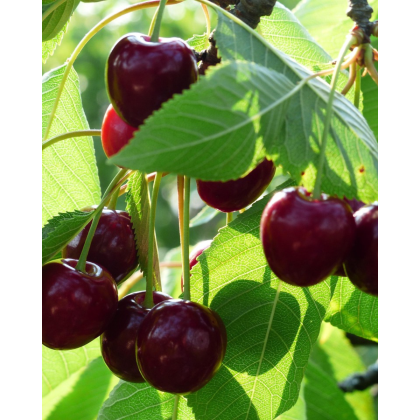 Stĺpovitá čerešňa (Prunus avium) ´SILVIA´ Stĺpovitá čerešňa (Prunus avium) ´SILVIA´
