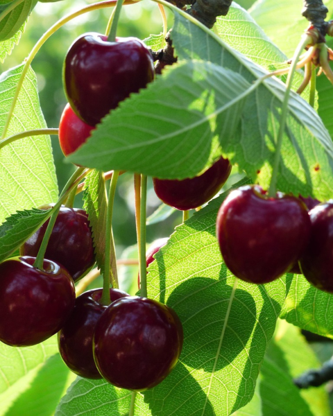 Stĺpovitá čerešňa (Prunus avium) ´SILVIA´