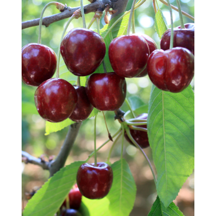 Čerešňa vtáčia (Prunus avium) ´SUNBURST´ Čerešňa vtáčia (Prunus avium) ´SUNBURST´