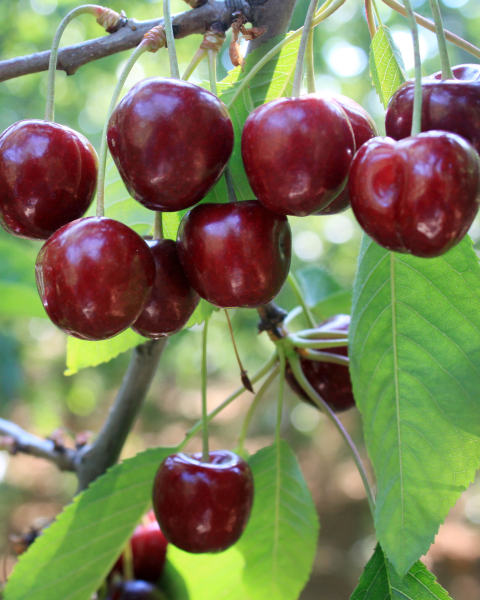 Čerešňa vtáčia (Prunus avium) ´SUNBURST´ Čerešňa vtáčia (Prunus avium) ´SUNBURST´
