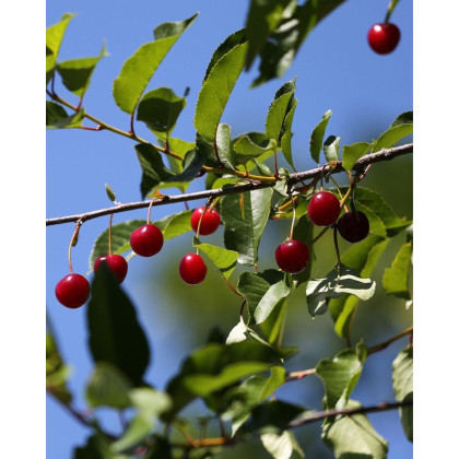 Višňa - čerešňa višňová (Prunus cerasus) ´PANDA´ Višňa - čerešňa višňová (Prunus cerasus) ´PANDA´