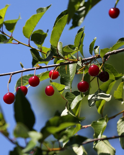 Višňa - čerešňa višňová (Prunus cerasus) ´PANDA´ Višňa - čerešňa višňová (Prunus cerasus) ´PANDA´