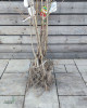 Čerešňa vtáčia (Prunus avium) ´RIVAN´
