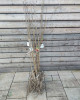 Čerešňa vtáčia (Prunus avium) ´RIVAN´