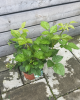 Černica nepichľavá - beztŕňová (Rubus fruticosus) ´BLACK SATIN´ Černica nepichľavá - beztŕňová (Rubus fruticosus) ´BLACK SATIN´